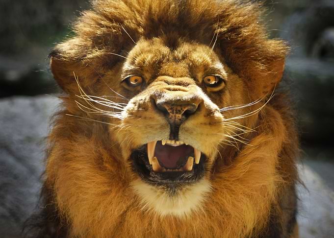 lion