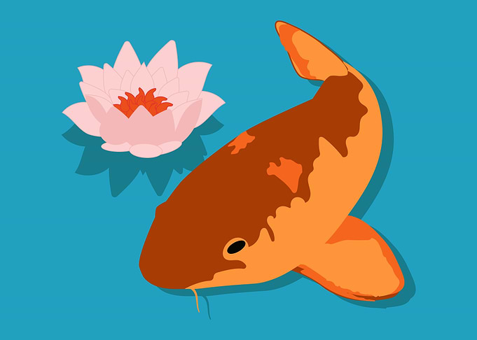 Japanese Koi and Waterlily