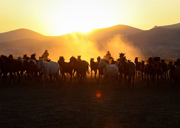 Wild horses