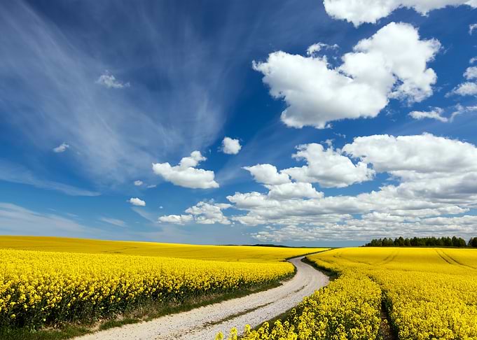 Sunny Sky Landscape