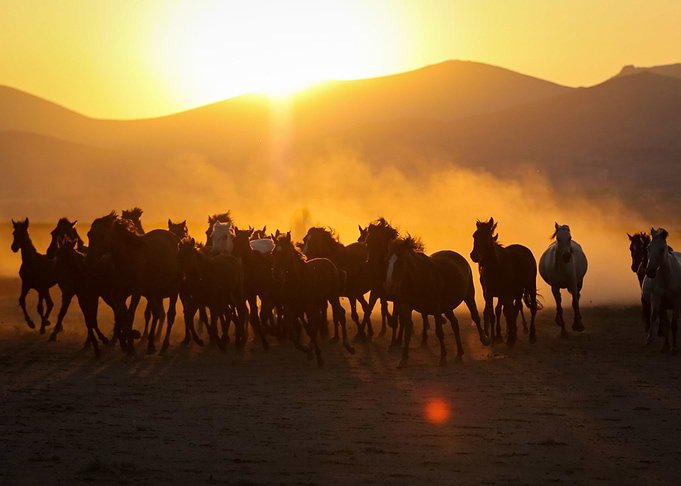 Wild horses