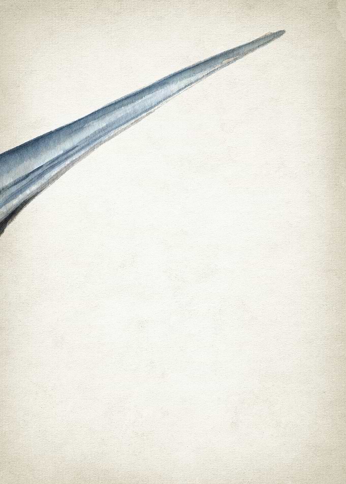 Thresher Shark Art Part 3