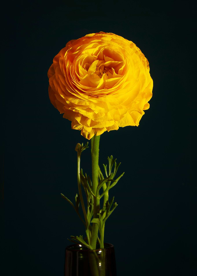 Big yellow flower