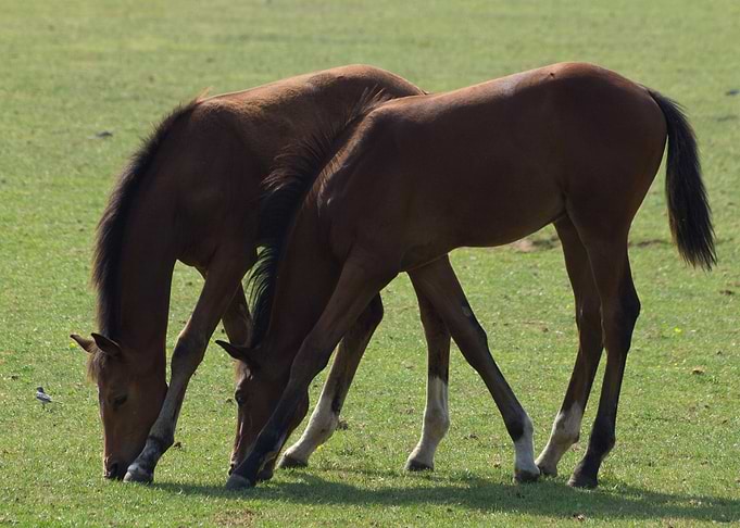 cute horse animal