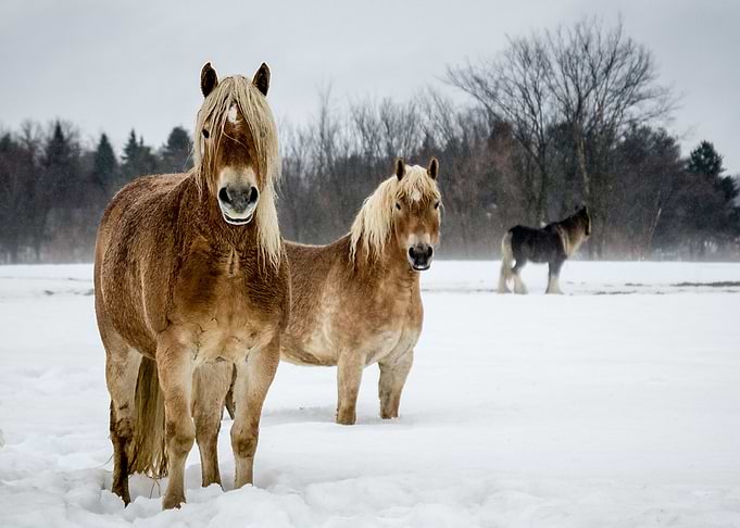 Horse Animals