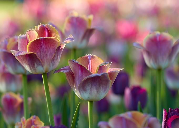 tulips