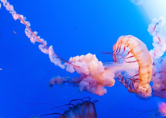 Jellyfish Animal
