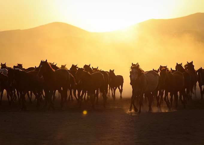 Wild horses