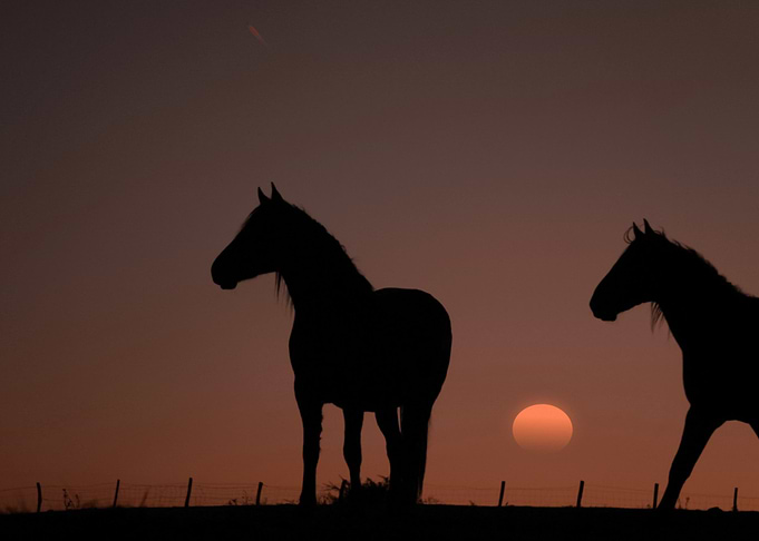 cute horse animal