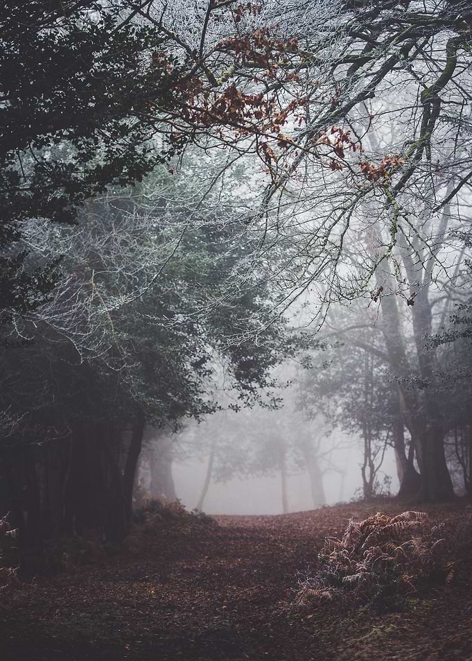 Dark Forest