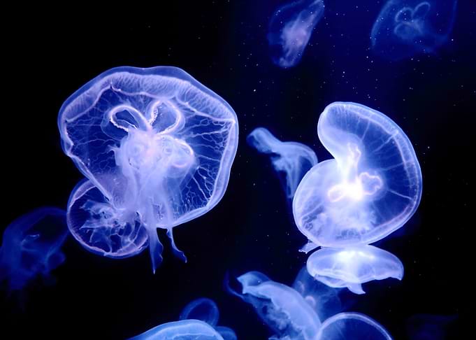 Jellyfish Animal