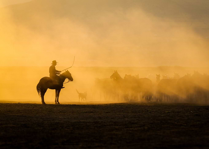 Wild horses