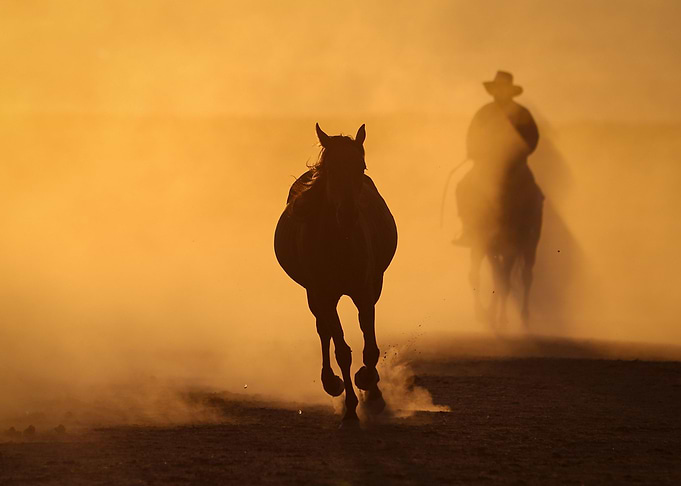 Wild horses