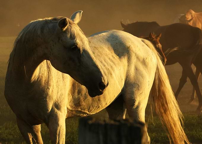 cute horse animal