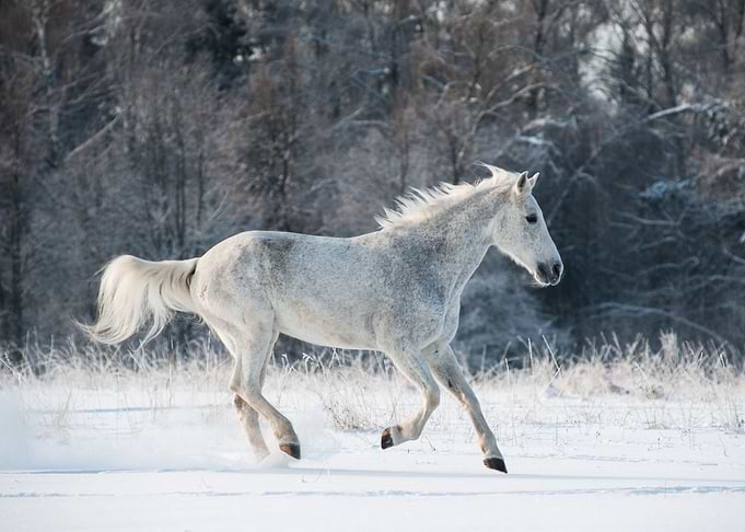 Wild horses