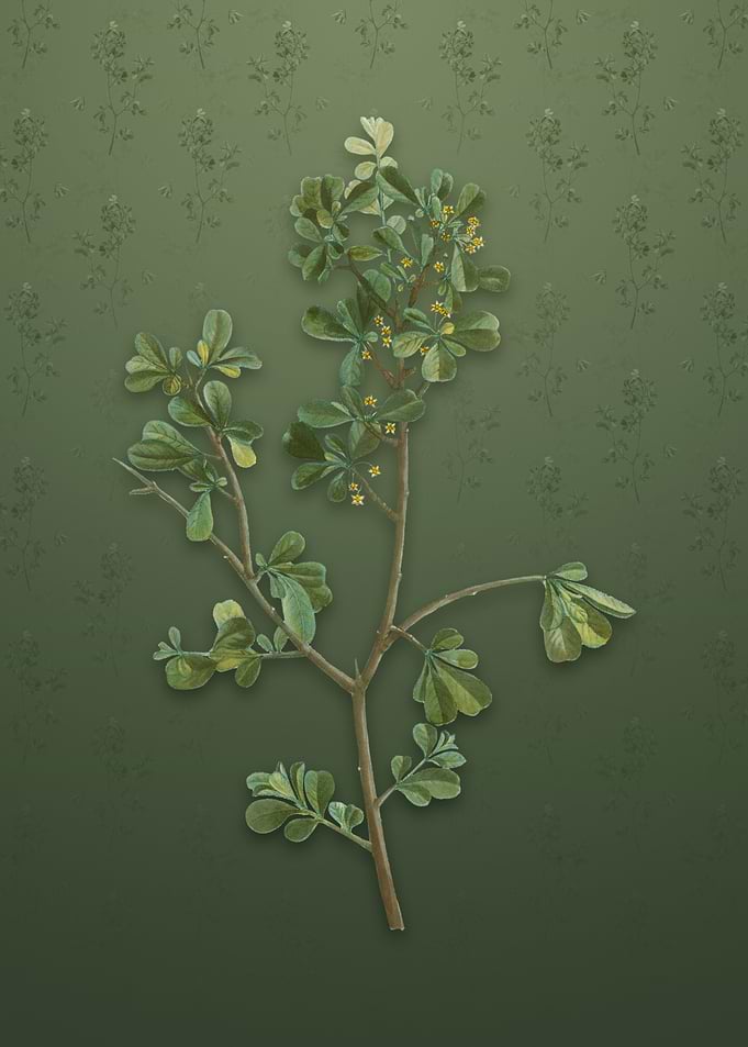 Vintage European Buckthorn