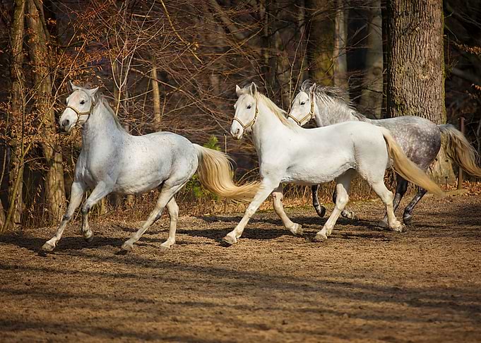 cute horse animal