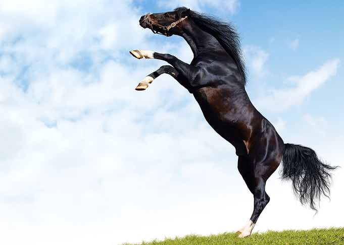 Horse Animals