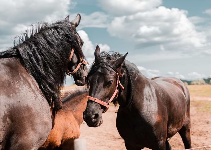 Wild horses