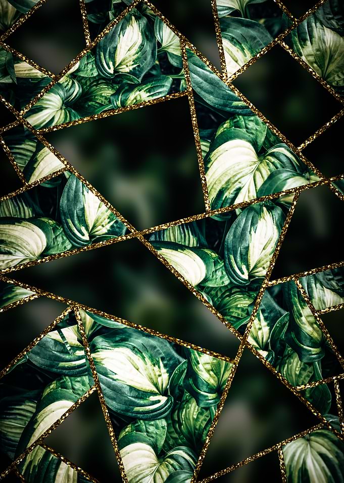 Funkia Leafes