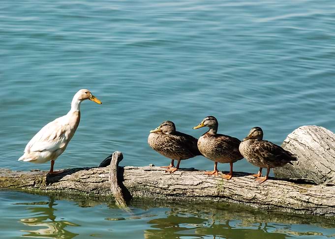 Ducks in a Row