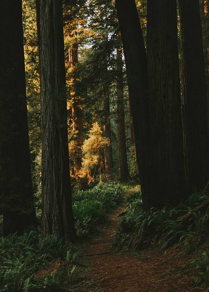 Lost in the Forest