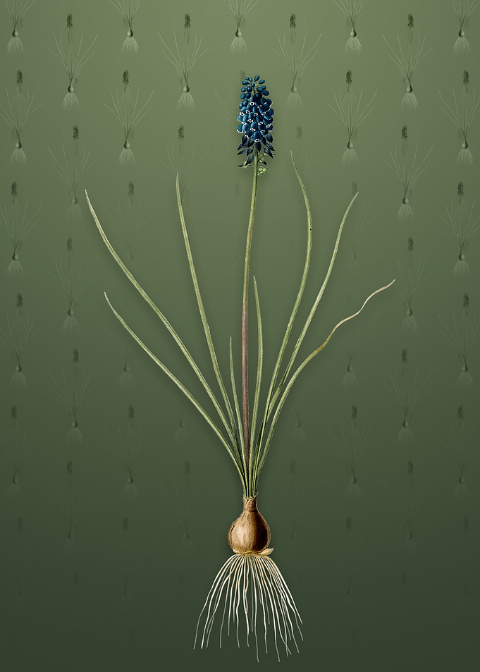 Vintage Grape Hyacinth