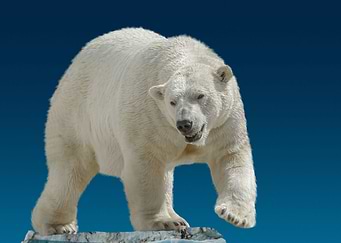 wild polar bear