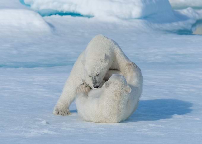wild polar bear