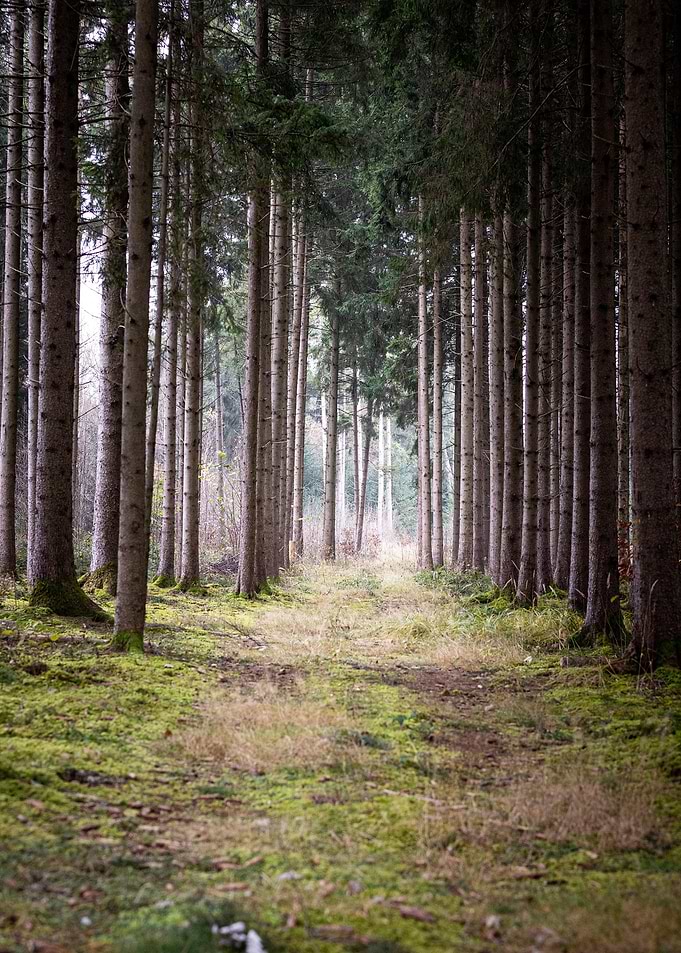 Lost in the Forest
