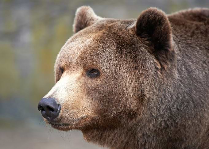 bear wildlife