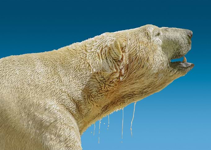wild polar bear