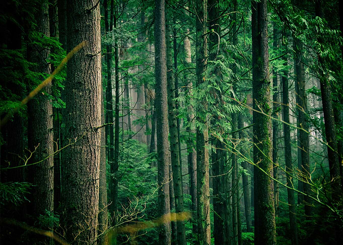 Within The Forest
