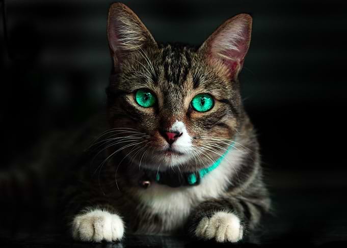 Adorable Pet Cat