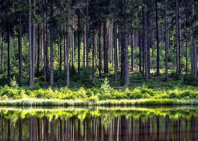 Lakeside Reflected