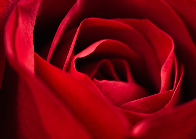 red rose
