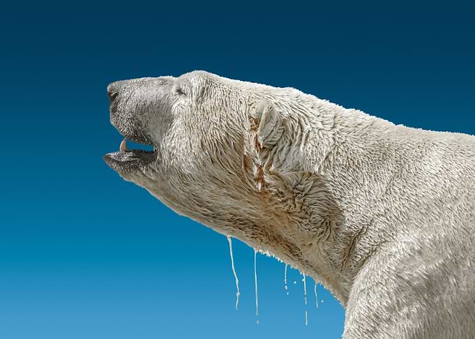 wild polar bear