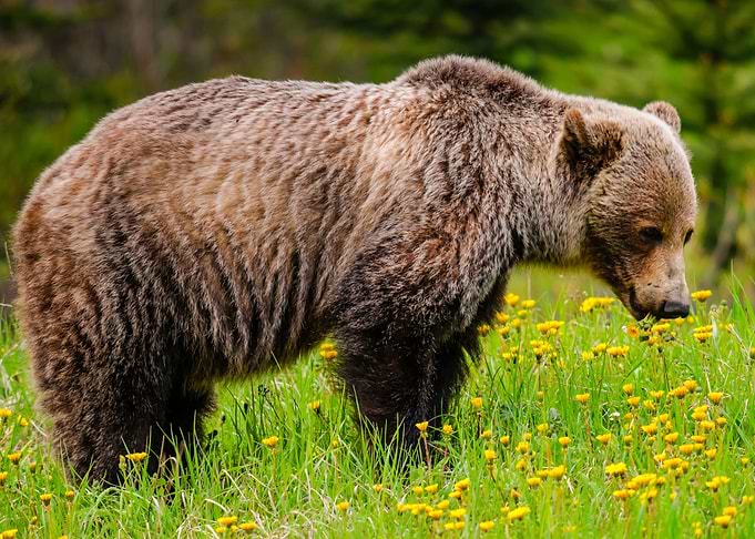 bear wildlife