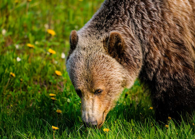 bear wildlife
