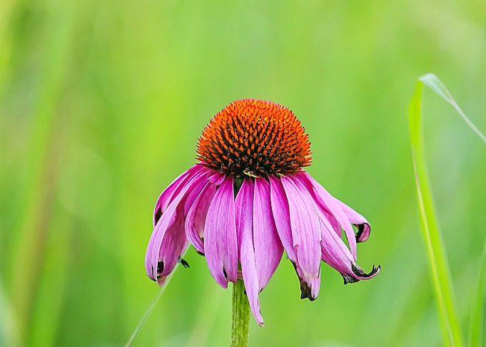 Pink Flower