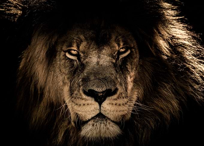 African Lion