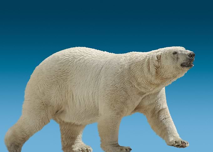 wild polar bear