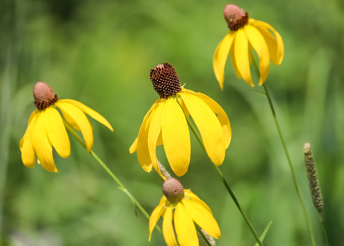 Yellow Flowers