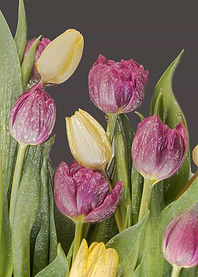 tulips plastic