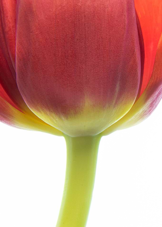 flower tulip