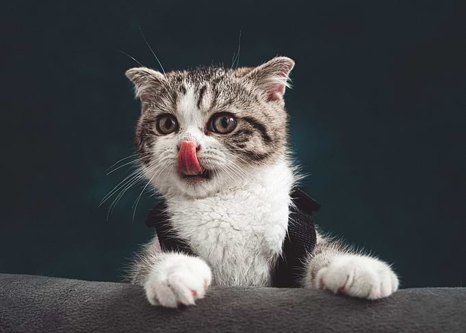 Cute Cat