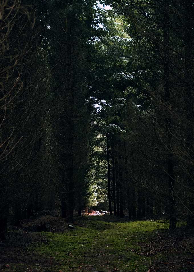 Lost in the Forest
