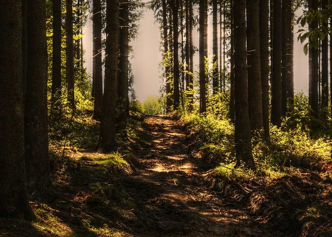 Within The Forest