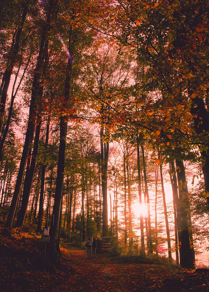 Autumn Vibes