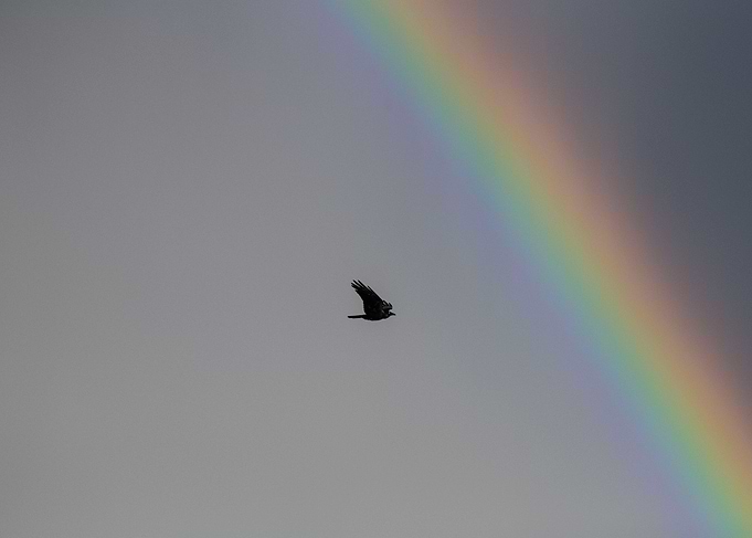 A Crow Flying In A Rainbow